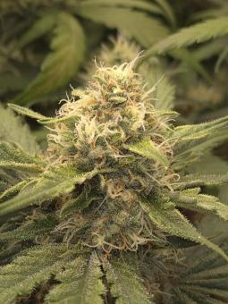 Guava Auto - картинка 1