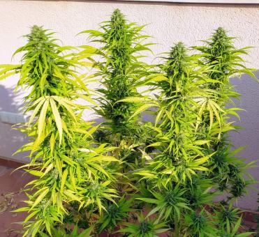 Kryptonite - картинка 5