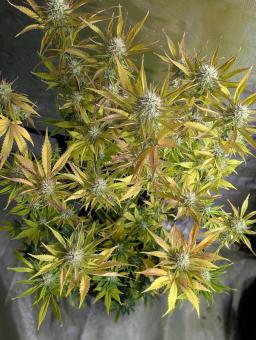 Neville's Rose Auto - картинка 4