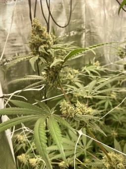 Buddha Amnesia - картинка 6