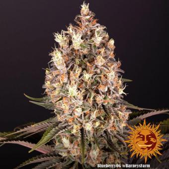 Blueberry OG - картинка 3