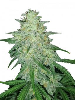 Auto Mamba Negra - картинка 8