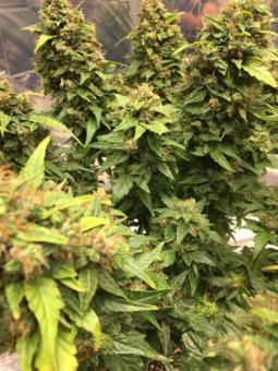 CBD Auto Charlotte's Angel - картинка 5