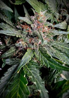 CBD Auto 1:1 (CBD Crack) - картинка 5