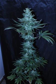 El Dorado OG - картинка 4