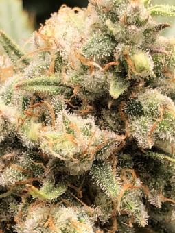 Galaxy - картинка 6