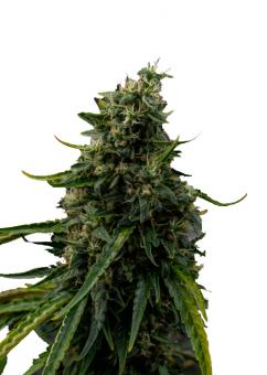 Rock Machine Auto - картинка 5