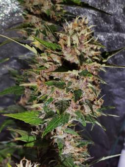 Blueberry Haze genetics fem - картинка 1