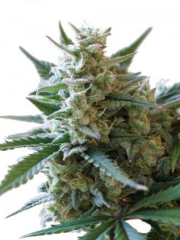 Café Racer - картинка 6