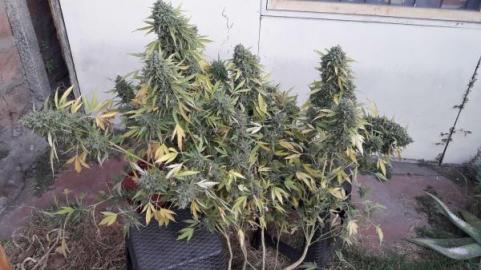 Warlock reg - картинка 7