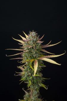 Cookies and Cream Auto - картинка 3