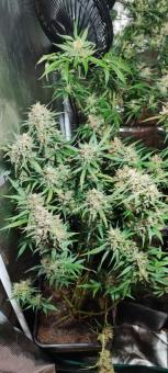 Cookies and Cream - картинка 3