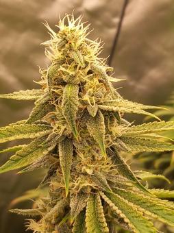 Monster Maker - картинка 3