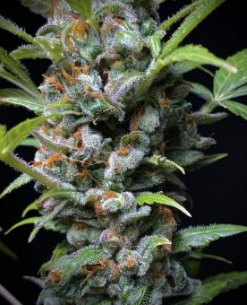 Mimosa Cake Auto - картинка 3