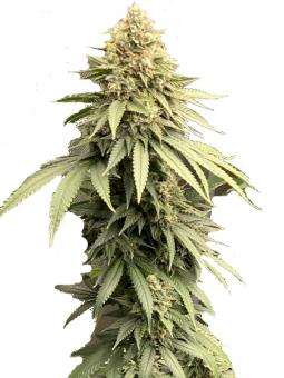 Klementine Auto - картинка 1