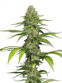 Jet Fuel Mandarine XL Auto - картинка 4