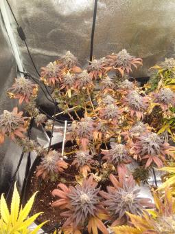 Unknown Kush - картинка 3