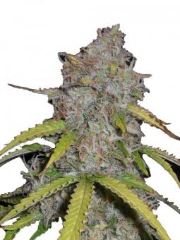 Sticky Fingers Auto - картинка 1