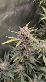 Auto Gorila - картинка 2