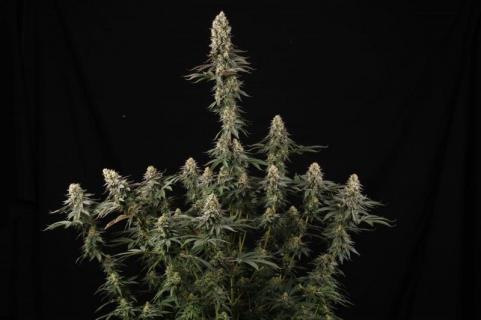 El Dorado OG - картинка 5