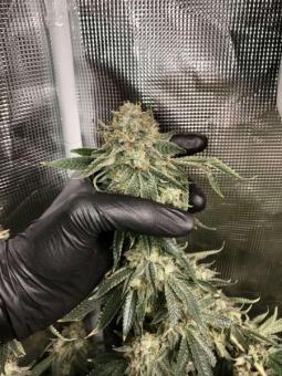 HiFi 4G - картинка 2