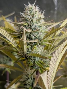 Neville's Rose Auto - картинка 2