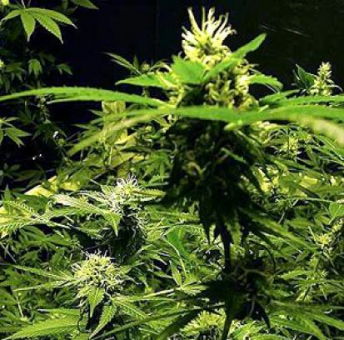 Master Kush Auto - картинка 10