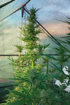 Sweet Mango Auto - картинка 4