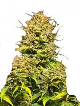 Jack’s Dream - картинка 1