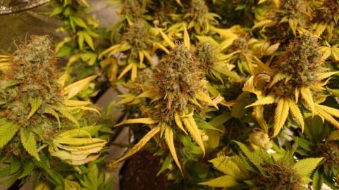 Space Cookies - картинка 3