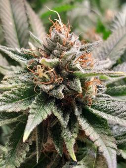 Lava Freeze - картинка 4