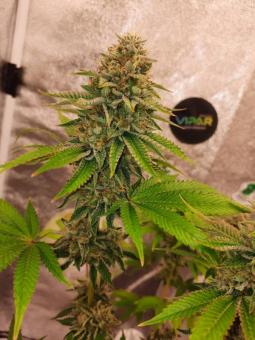 Sherbet Queen Auto - картинка 3