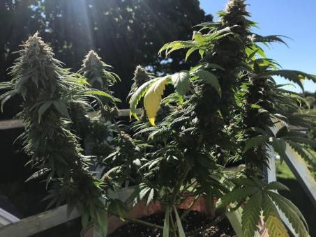 Lost Pearl - картинка 5