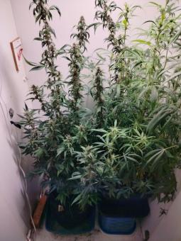 Dark Lemonade Auto - картинка 5