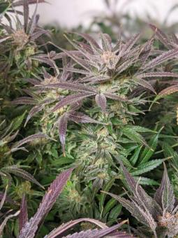 Kosher Haze - картинка 3