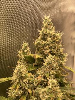 New York City - картинка 2