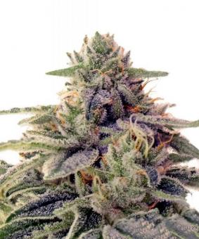 Shiskaberry - картинка 1