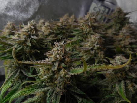 Ztrawberriez Auto - картинка 3