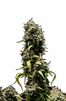 Purple Punch Auto - картинка 11