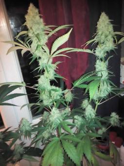 Critical genetics fem - картинка 5