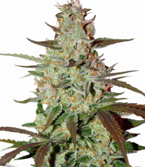 Blue Auto Mazar - картинка 2