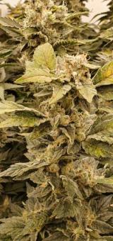 White Rhino - картинка 2