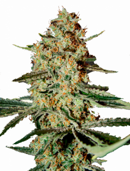 Himalaya Gold - картинка 5