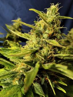 Sherbet Queen Auto - картинка 7