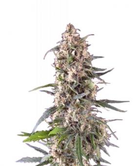 Auto Amnesia Gold - картинка 4