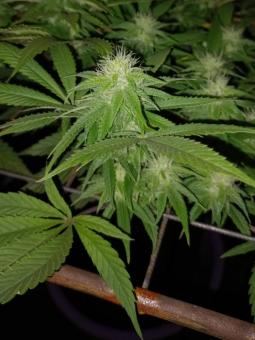 Auto Shkiper Kush - картинка 4