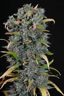 Big Devil #2 Auto - картинка 2