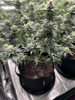 Exodus Cheese - картинка 3