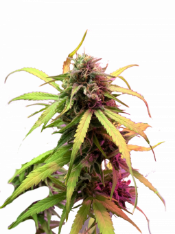 Easy Bud Auto - картинка 10