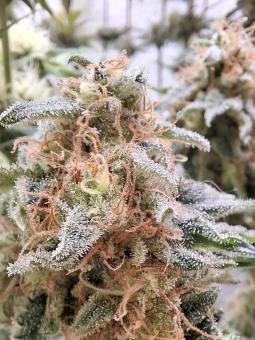 Mendocino Purple Kush - картинка 2